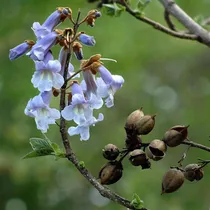 600+ Semillas Kiri Paulownia Tomentosa Alta Germinación