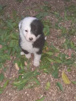 Border Collie Varios Colores, Entrega Sin Cargo 