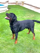 Cachorros Rottweilers Con Excelente Pedigree