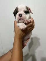 Cachorro Bulldog Inglés