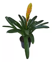 Planta Bromelia Verde Con Flor Amarilla