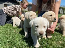 Cachorros Labrador Retriever Padres Inscritos