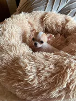  Chihuahuas Machos Inscritos En Kennel Club