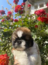 Bellos Shihtzu Machitos