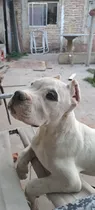 Cachorros De Dogo Argentino 