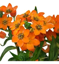 8 Bulbos De Ornithogalum Dubium! Naranjos!