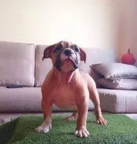 Hermoso Cachorro Bulldog Ingles 