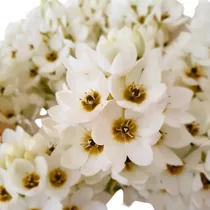 8 Bulbos De Ornithogalum Dubium! Blancos!