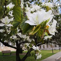 10 Semillas Bauhinia Variegata Alba (pata De Vaca) Toto