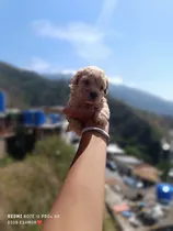 Cachorros Poodle Mini Toys Tacita De Te Maltipoo Pequeños 