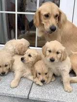 Golden Retriever Cachorritos 