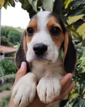 Beagle Machinho, Pelagem Curta