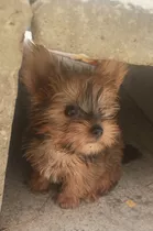 Yorkshire Terrier Mini