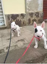 Cães Filhotes Da Raça Bull Terrier