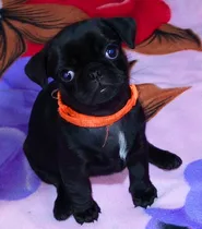  ¡cachorros Pug Negros: Amor En Patitas! 