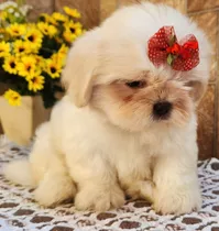 Shih Tzu Lindas Fêmeas