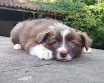 Filhote De Border Collie