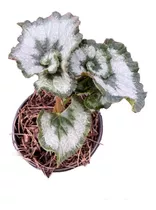 Begonia Caracol | Begonia Rex Escargot | Planta De Interior 
