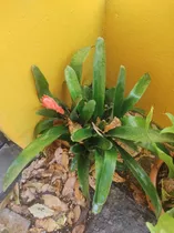 Anturios, Bromelias Y Plantas De Interior