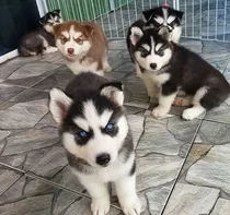  Cachorros  Husky Siberiano 100% Puros 