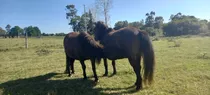 2 Petisas Shethland Pony Hembras . Madre E Hija 12 Y 2 Años 