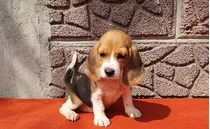 Beagle Tricolor Macho, Pelaje Corto