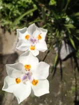 Dietes Plantas Grandes / Lirio Persa