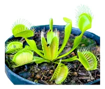 Planta Carnivora Dioneia Pote 09 + Brinde