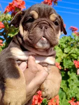 Bulldog Ingles  Exótico 