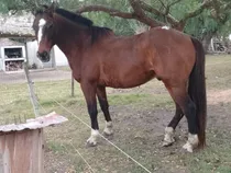 Caballo De Andar Manso Y Bueno Para El Trabajo Casupa Florid