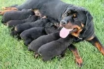 Rottweiler Cachorros Puros De Verdad 