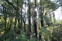 Parcela Con Bosque Nativo Y Derechos De Agua En Pucón