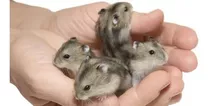 Hamster Ruso Sin Sexar