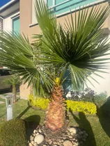 Planta Palmera