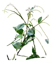 Planta De Anamú Zorrillo Petiveria Alliacea