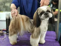 Gran Macho Shih Tzu!! Para Cruza!!