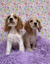 Cachorros Cocker Spaniel Puros