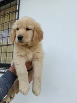 Cachorros Golden Retriever Macho Vacunados 