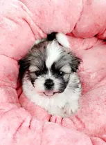 Shitzu Hermoso Cachorro Shih Tzu Miniatura 350 Garantizado