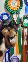 Yorkshire Terrier Hembra Con Pedigree