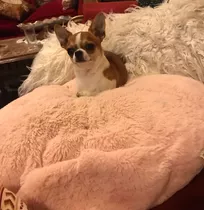 Cachorra Chihuahua Inscrita Miniatura 