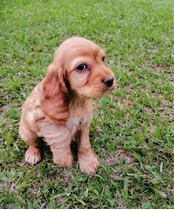 Cachorros Mini Cocker Spaniel Ingles Precio Puros Medellin 