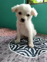 Ultimas Bichon Maltes Hembras Entrega Domicilio Oferta 