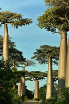 10 Semillas Exótico Árbol Baobab Africano + Regalo
