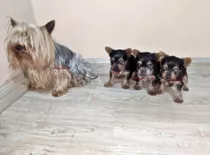 Perrito Yorky Bello Y Enanito Yorkshire Terrier 550 Minitoy