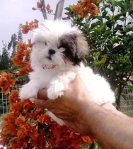 Shih Tzu Mini Belleza De Cachorros 350  Pureza Garantizada