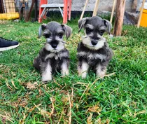 Schnauzer Miniatura Macho, Pelaje Largo