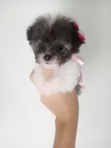 Hermosos Cachorros De Poodle Miniatura 
