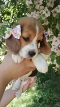 Linda Bebê Beagle Mini ( 13 Polegadas)