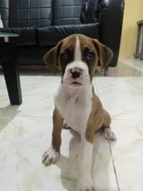 Cachorra Boxer Macho 